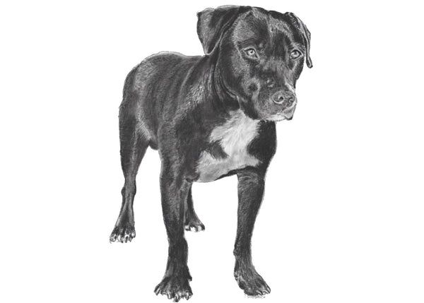 Get Your Pet Portrait Today!     Choose your size, how many beasts you want and the corresponding finish.