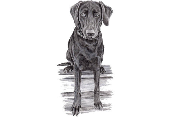 Get Your Pet Portrait Today!     Choose your size, how many beasts you want and the corresponding finish.