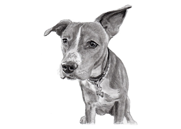 Get Your Pet Portrait Today!     Choose your size, how many beasts you want and the corresponding finish.