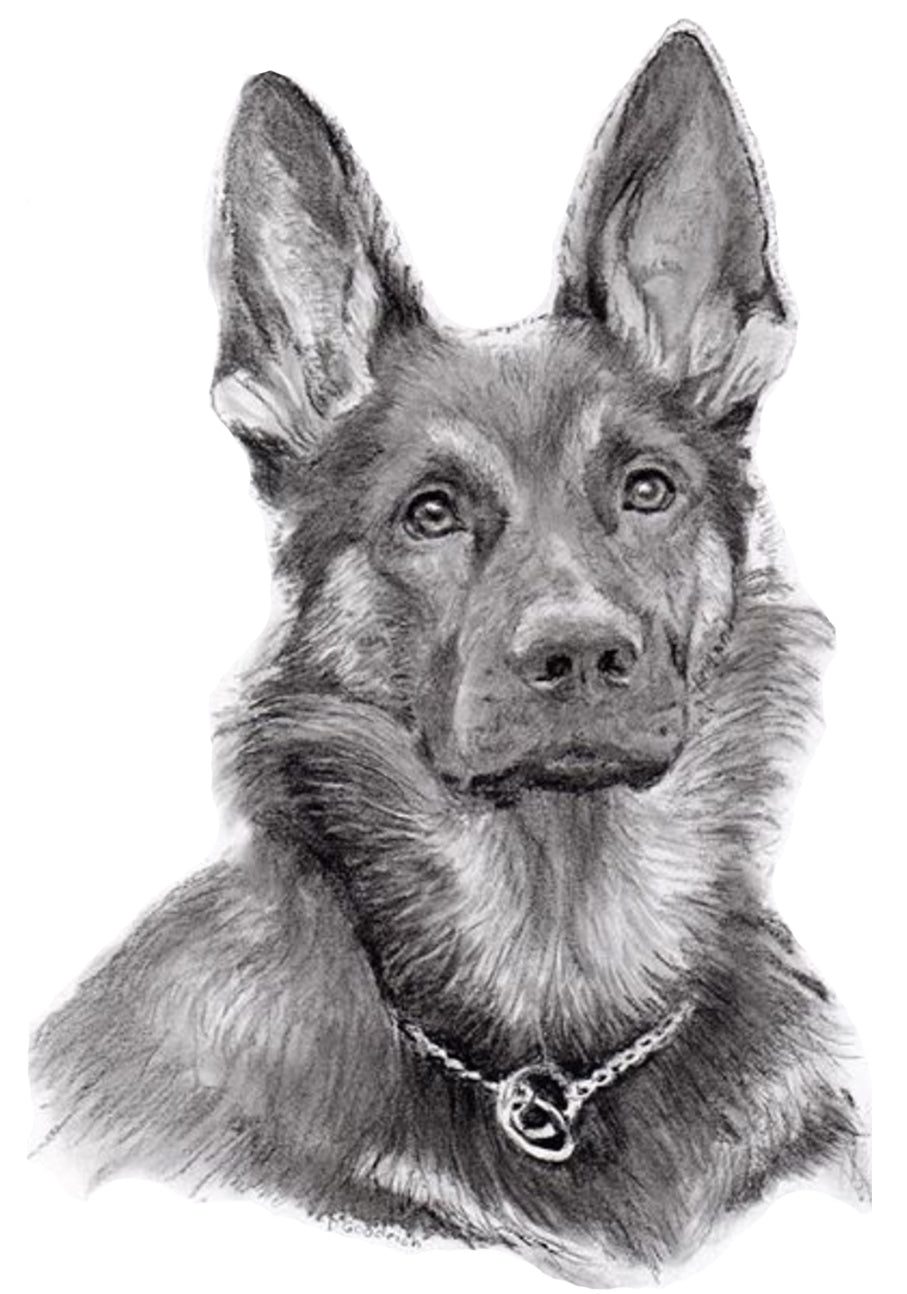 Custom pet portraits, custom dog portraits, pet portraits, dog portraits